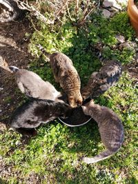 TEMA 3 EQUILIBIUM GATTUNO